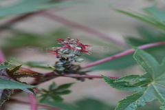 Ricinus communis